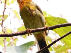 -梧桐山风景名胜区