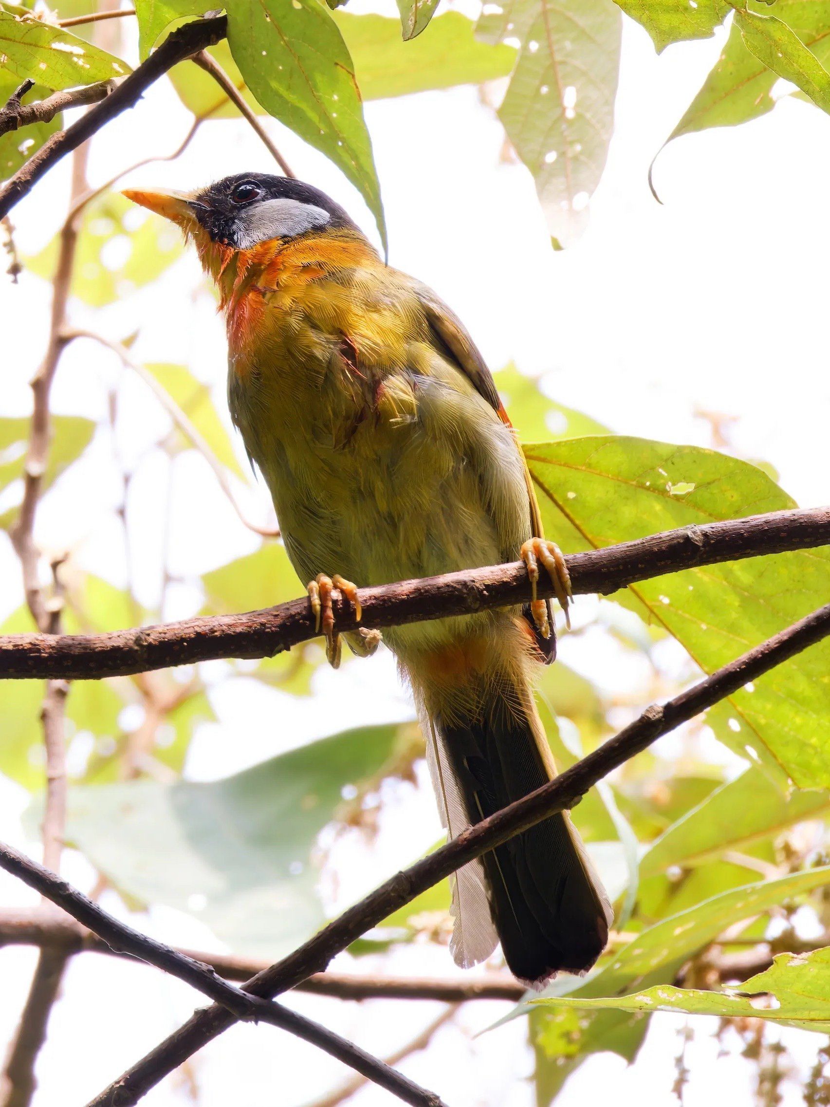 树梢上的小鸟们