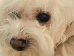 -美联众合动物医院·24h转诊中心