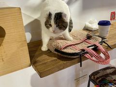 -松果猫咖(桐乡吾悦金街店)