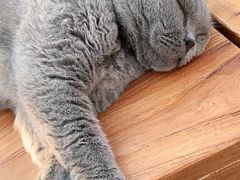 -猫小院猫主题咖啡厅(北锣店)