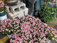 -溪岸路花鸟市场