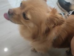 -申普宠物医院·眼科·心内科·影像科(普陀分院)