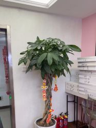 -成都苗方清颜专业祛痘