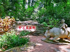 -金花茶公园