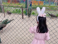 -合肥滨湖国家森林公园