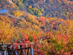 -大岭沟猕猴桃谷风景区