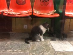 -猫咪博物馆(顶澳仔猫街店)