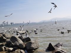 -深圳湾公园(南山区)