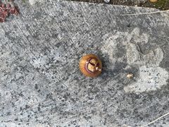 -黎里古镇