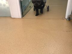 -瑞派·关忠动物医院·猫专科·犬专科(三环新城店)