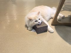 -藏猫猫咖啡主题馆(中央大道店)