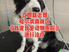 -瑞派宠物医院·24小时骨科·心脏·核磁(哈尔滨南岗店)