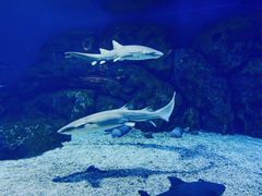 -海合安天津极地海洋公园