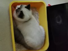 -瑞鹏宠物医院·宠保定点·心脏科·内科(御桥分院)