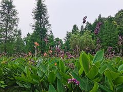 -重庆彩云湖湿地公园