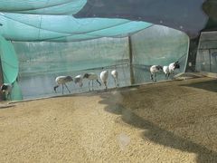 -盐城丹顶鹤湿地生态旅游区