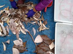 -青岛沙子口国家中心渔港