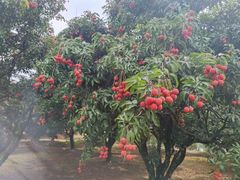 -富隆酒窖(天河北店)