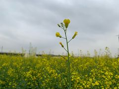 -光明小镇欢乐田园