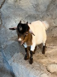 -Zoolung Zoolung动物主题公园(海信广场店)