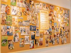 -翊宠yipet猫狗购宠庄园犬舍•猫舍