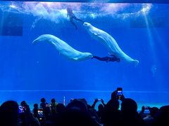 -芜湖新华联大白鲸海洋公园