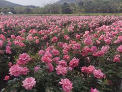 -亚龙湾国际玫瑰谷