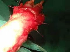 -安安宠物医院(情缘分院)