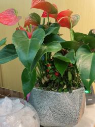 -WENDY·温迪皮肤管理