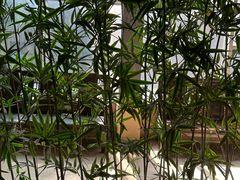 -金成潮菜博物馆(海珠湿地店)