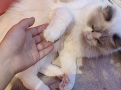 -藏猫猫咖啡主题馆(中央大道店)