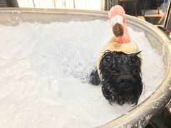 -Oh My Dog宠物沙龙(伊珊娜皮毛护理店)