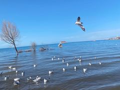 -青海湖国家重点风景名胜区
