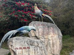 -贵州百里杜鹃风景名胜区