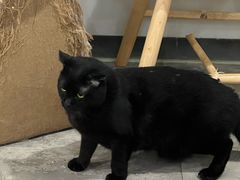 -楼上猫咖(罗湖店)