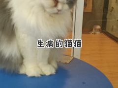 -松果猫咖(桐乡吾悦金街店)