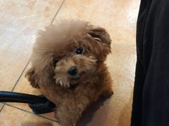 -more than meow吴止猫主题餐厅(承德 中船汇店)