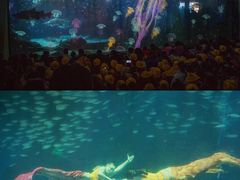 -海合安成都极地海洋公园