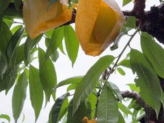 -老袁家蜜桃农场·阳山水蜜桃