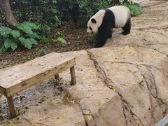 -广州长隆野生动物世界