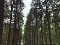 -渌洋湖湿地公园