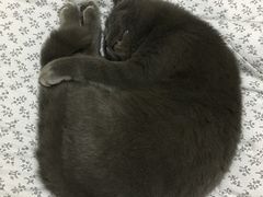 -喵zoo家庭繁育猫舍(尖东智能花园店)