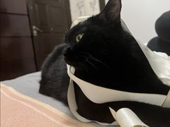 -山宅一喵德文卷毛猫舍