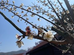 -香雪海