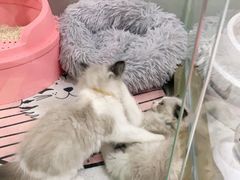 -糯米喵星人总部直营旗舰店·猫舍·幼猫出售
