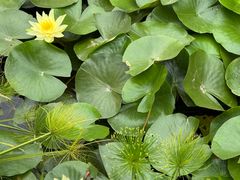 -东莞植物园