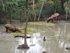 -溱湖国家湿地公园