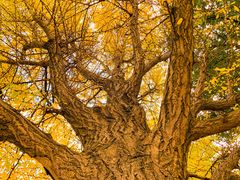 -昆山城市生态森林公园