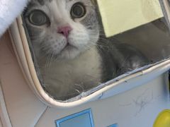 -艾贝尔宠物医院·24H转诊中心·肿瘤猫专科(江宁双龙店)